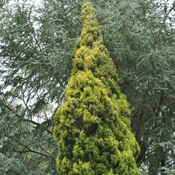 Cupressus sempervirens Swane's Gold - Cipresso comune