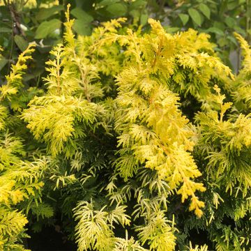 Chamaecyparis obtusa Fernspray Gold - Cipresso di Hinoki