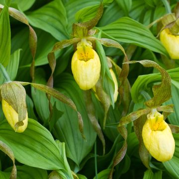 Cypripedium Kristi Lyn