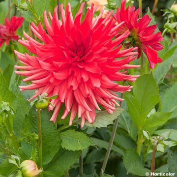 Dalia cactus Admiral