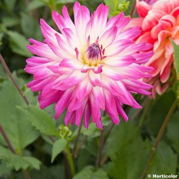 Dalia decorativa Dahlia Audace