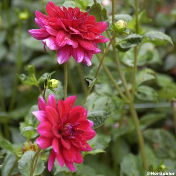 Dalia nana La Gioconda