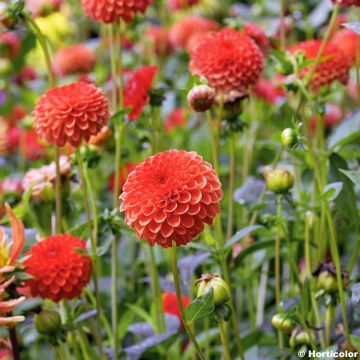 Dalia ibrida Magnificat