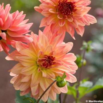 Dalia decorativa Melba