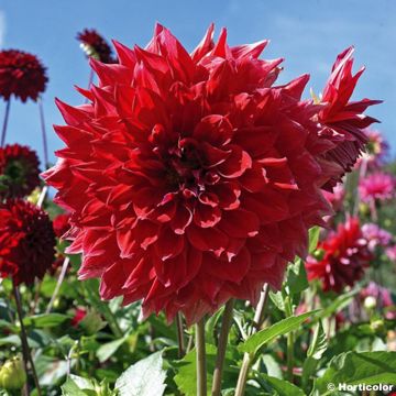 Dalia ibrida Nez Rouge