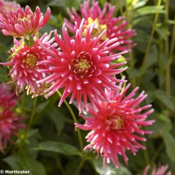 Dalia cactus Pianella