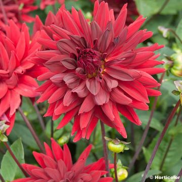 Dalia cactus Roi René