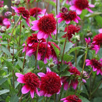 Dalia a fior d'anemone Poodle Skirt