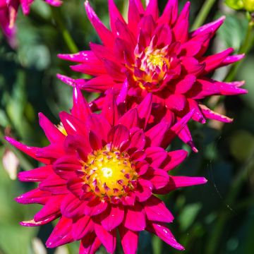 Dalia cactus Karma Purple Corona