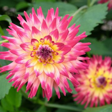 Dalia cactus Mingus Julie