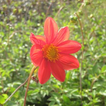 Dahlia coccinea