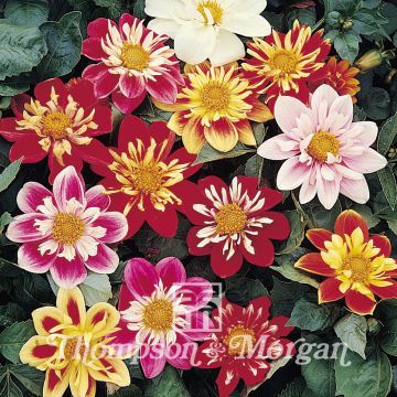 Dahlia variabilis Collarette Dandy