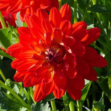 Dalia decorativa Karma Irene