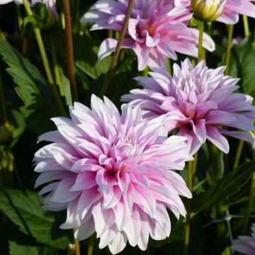 Dalia decorativa Sweet Tiamo