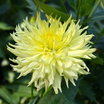 Dalia fimbriata Promise