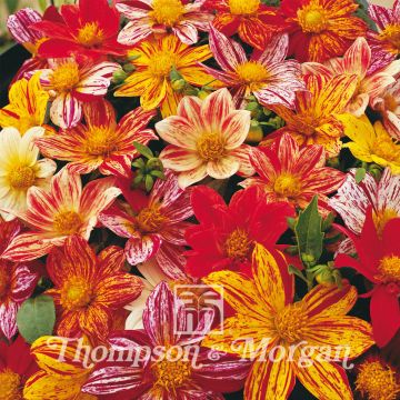 Dahlia variabilis Fireworks Mixed