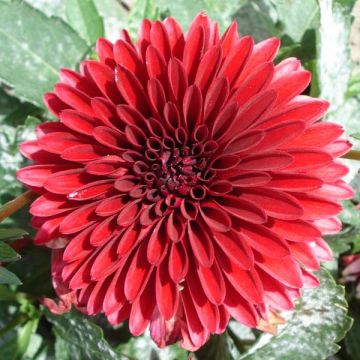 Dalia nana Frivoleus Glow