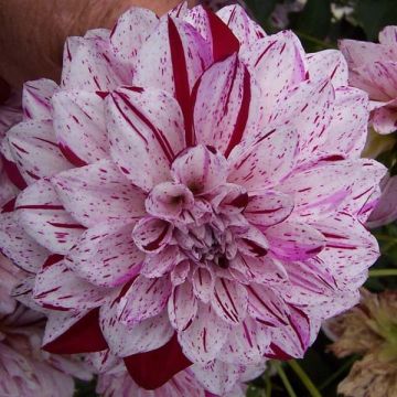 Dalia decorativa Hulins Carnival