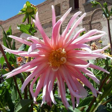Dalia cactus Jeanne d Arc