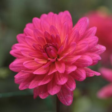 Dalia decorativa Karma Fuchsiana