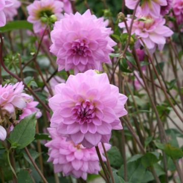 Dalia decorativa Ocean Bird