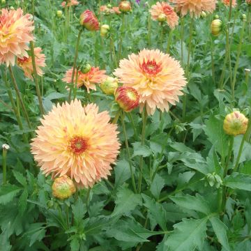 Dalia decorativa Puerto Rico