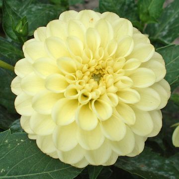 Dalia nana Yellow Jewel