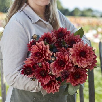 Dalia decorativa Invitation
