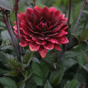 Dalia decorativa After Dusk
