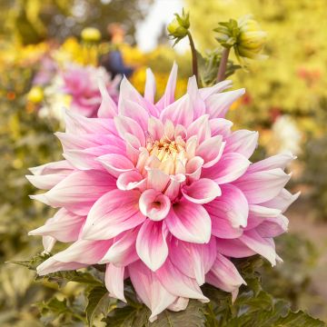 Dalia decorativa Break Out