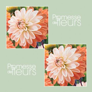 Dalia decorativa Coup de Soleil