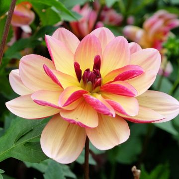 Dalia decorativa Dark Butterfly