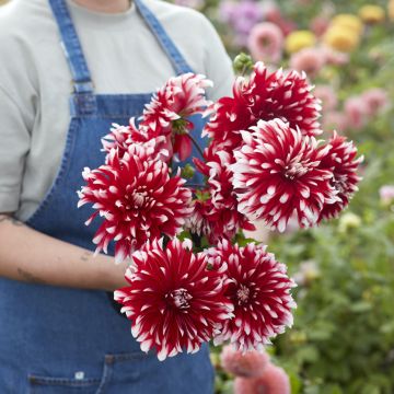 Dahlia decorativa Davos