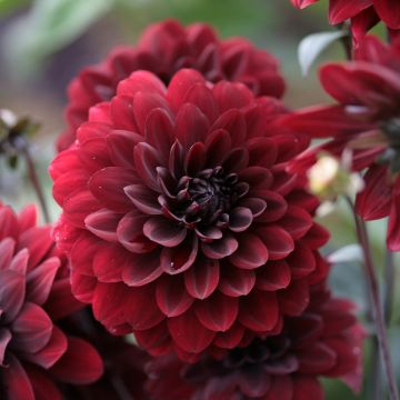 Dalia decorativa Karma Choc