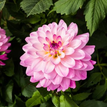 Dalia decorativa Karma Prospero