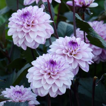 Dalia decorativa Senior's Art