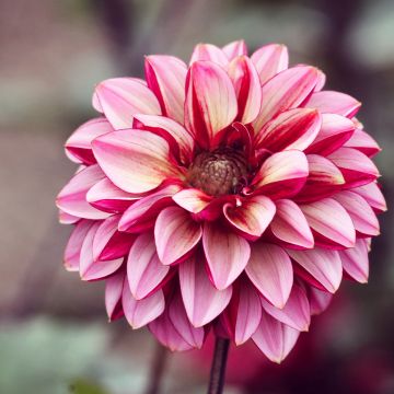 Dalia decorativa Seniors Hope