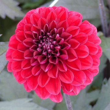 Dalia decorativa Seniors Love