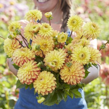 Dalia decorativa Bronze Glory