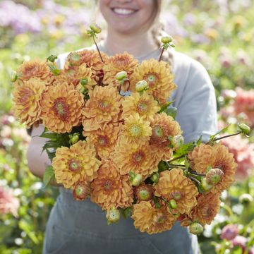 Dalia decorativa Caramel