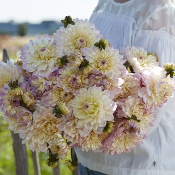 Dalia decorativa Masterclass