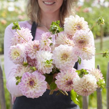 Dalia decorativa Sturm Kika