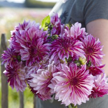 Dalia decorativa Violet Dance