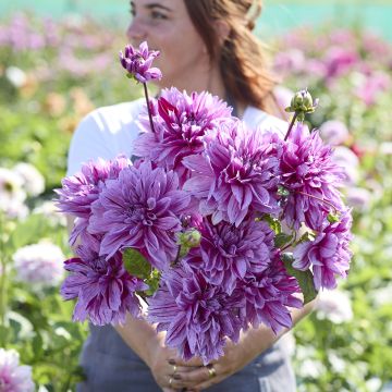 Dalia gigante Nikolas Tesla