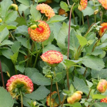 Dalia ball Little Beeswing