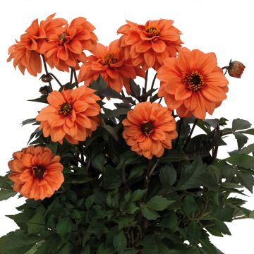 Dalia nana Gardenetta Orange