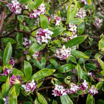 Daphne Perfume Princess - Dafne