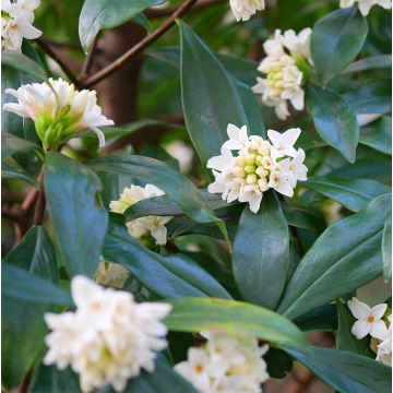 Daphne White Queen - Dafne