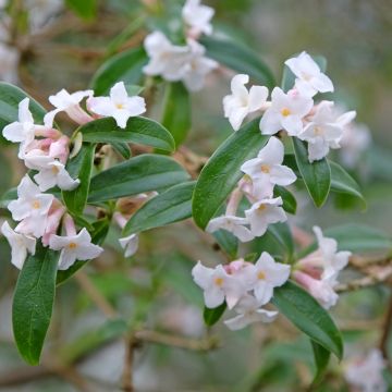 Daphne bholua - Dafne