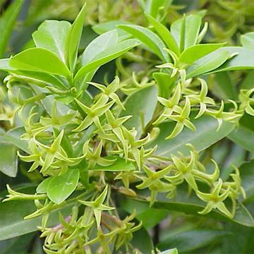 Daphne laureola subsp. philippi - Dafne